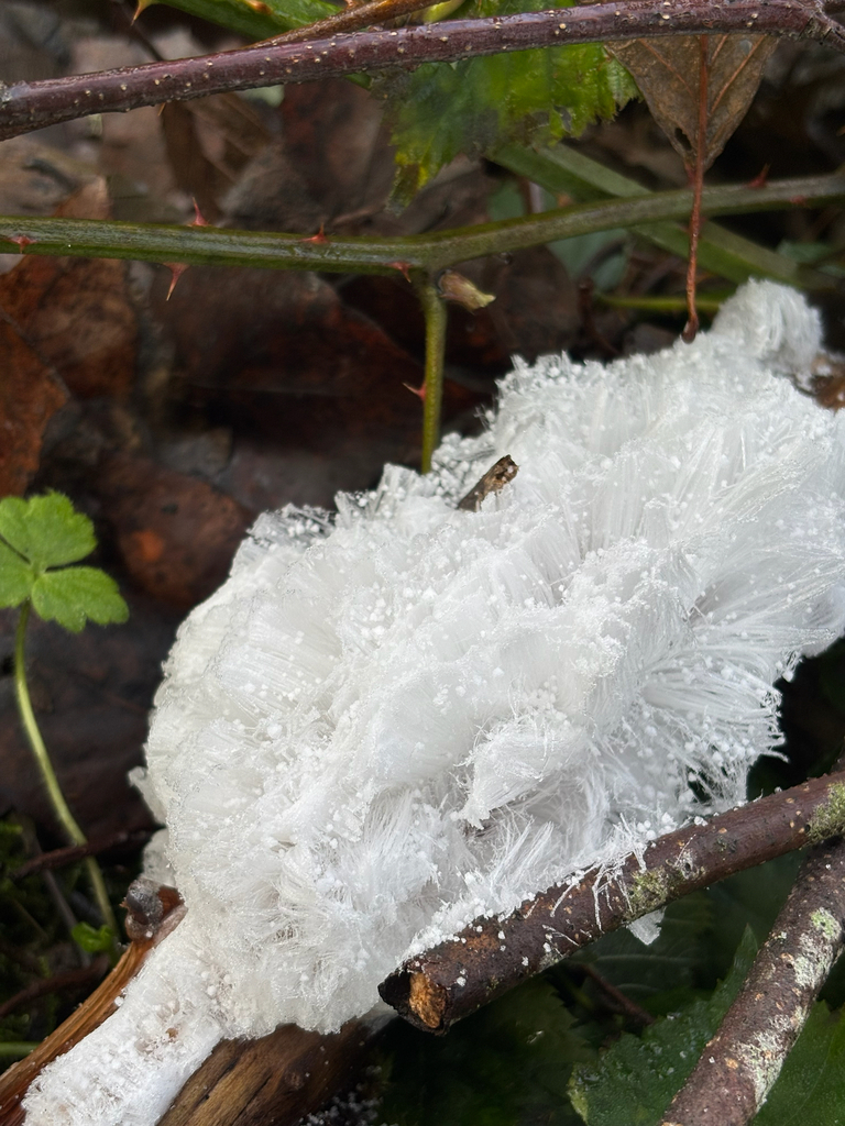 Exidiopsis effusa · December 2025 · photo: © antonioverdi (iNaturalist, cc0)
