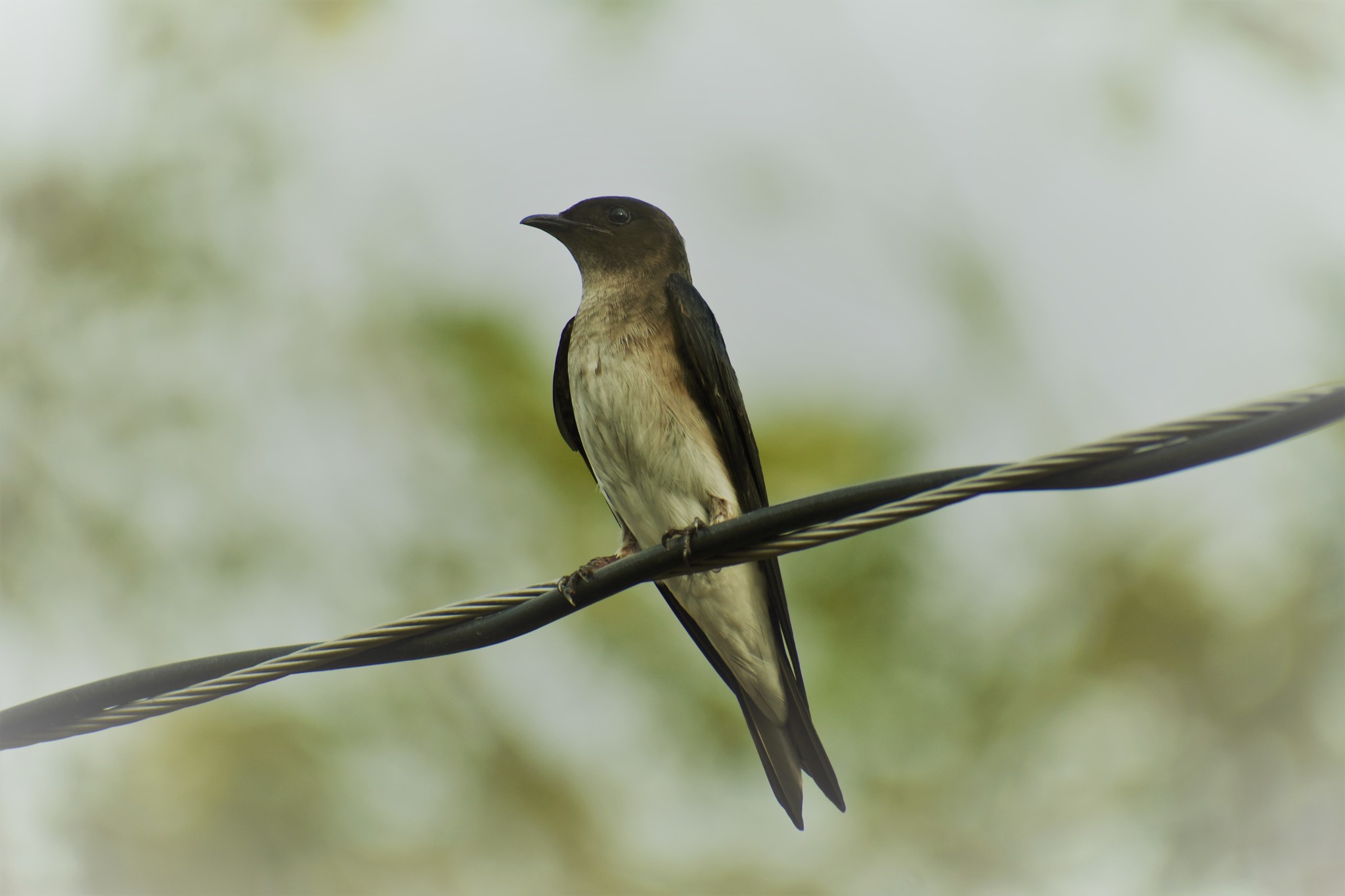 Progne chalybea image