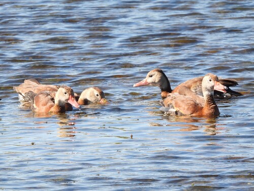Black-bellied Whistling Duck (Dendrocygna autumnalis), photo 10