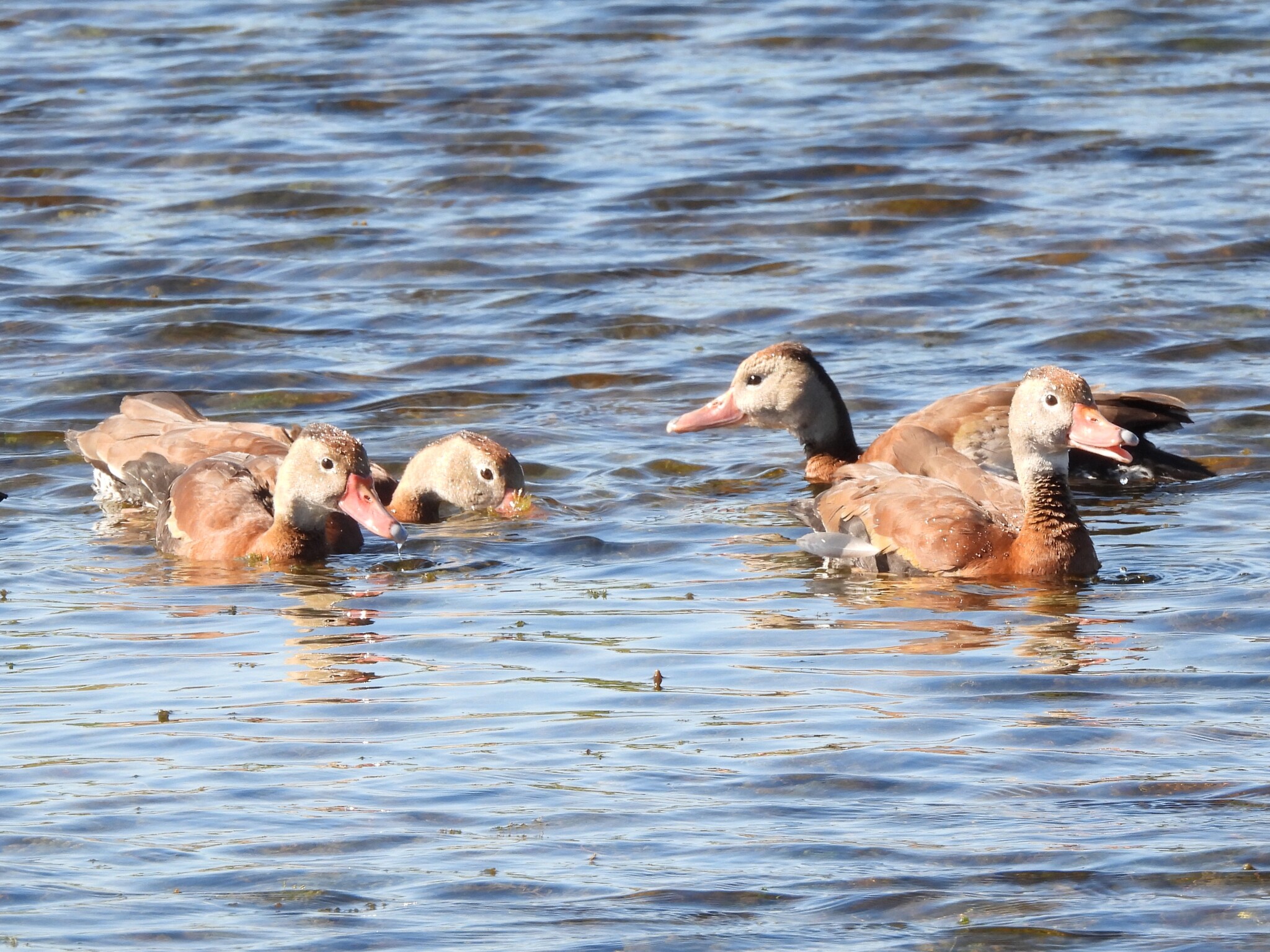 Black-bellied Whistling Duck (Dendrocygna autumnalis), photo 6