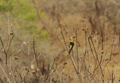 Icterus graceannae