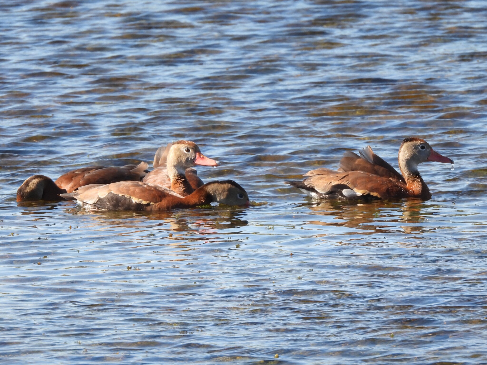 Black-bellied Whistling Duck (Dendrocygna autumnalis), photo 5