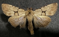 Sympistis pallidior