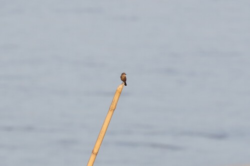 Pied Bushchat