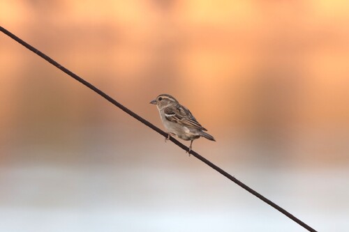 House Sparrow