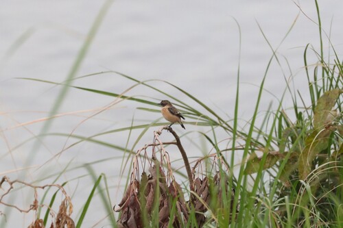 Amur Stonechat