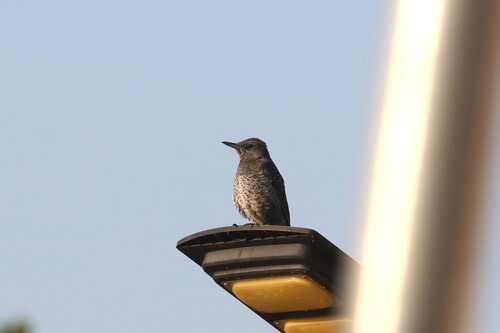 Blue Rock-Thrush