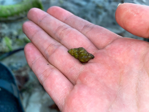 Peristernia chlorostoma observed 2026-01-01