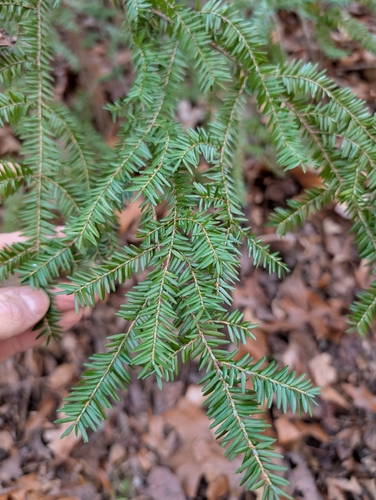Eastern hemlock
