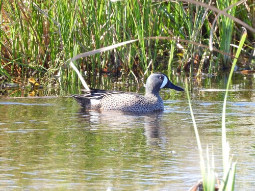Blue-winged Teal (Spatula discors), photo 4