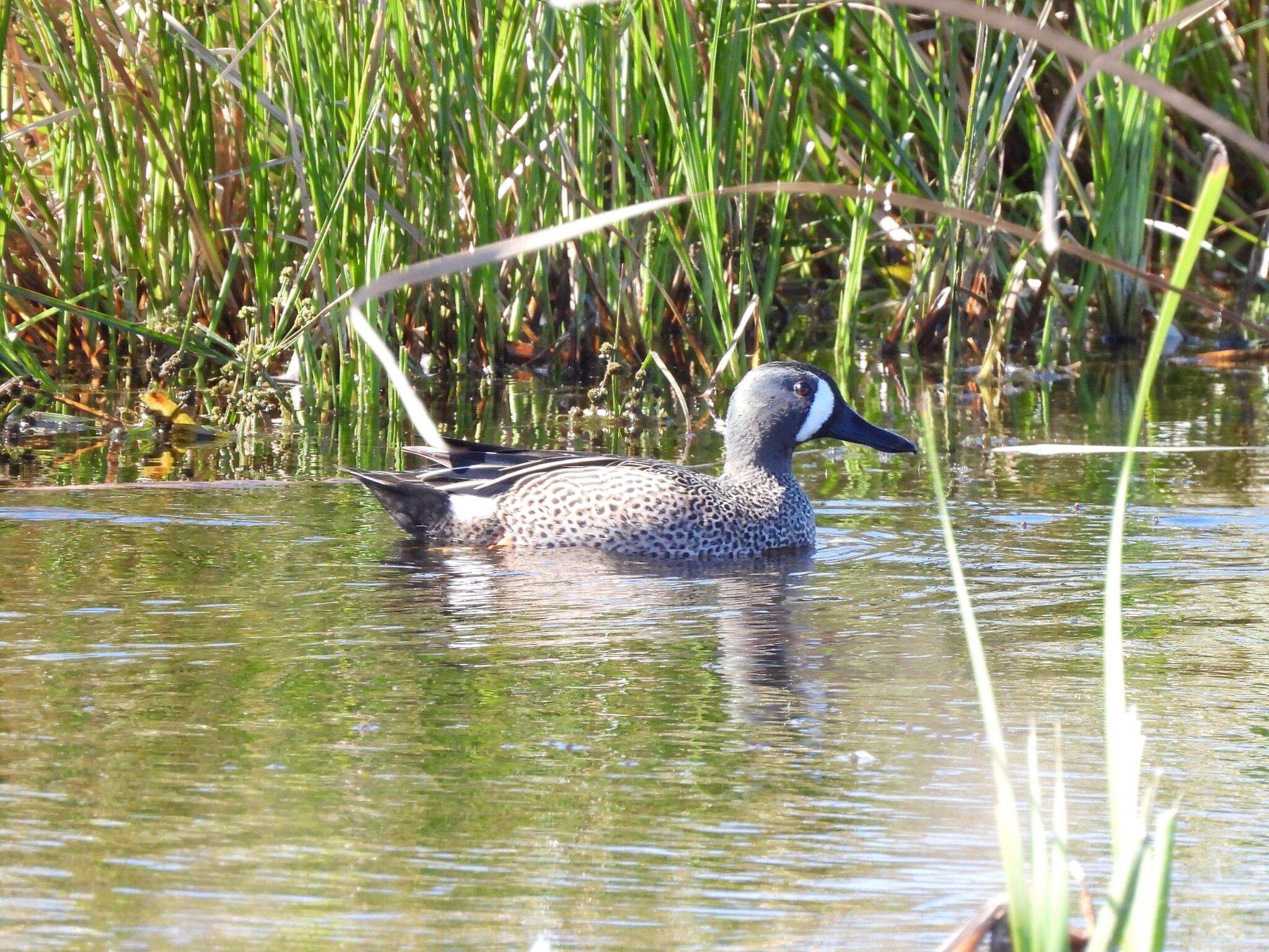 Blue-winged Teal (Spatula discors), photo 4
