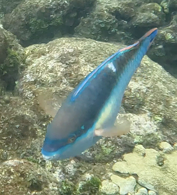 Blue chub (Scarus taeniopterus) — Scaridae