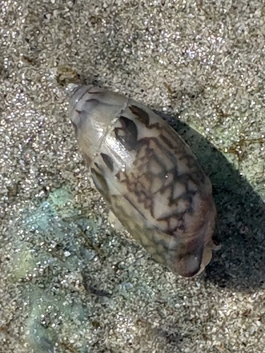 Olivella tergina, 2026-01-01