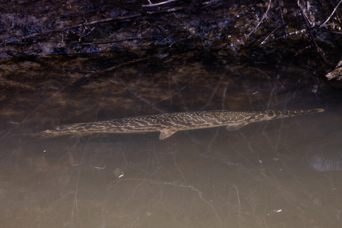 Spotted gar (Lepisosteus oculatus) — Lepisosteidae