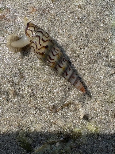 Mazatlania fulgurata, 2026-01-01