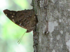 Historis acheronta