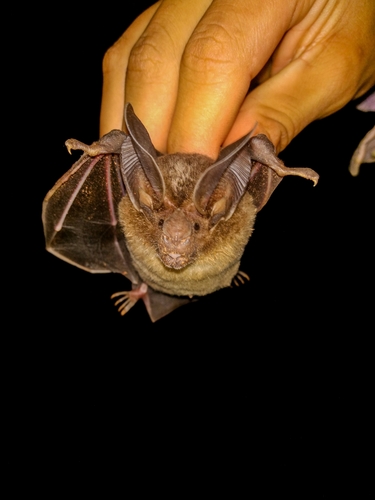 Davis's round-eared bat