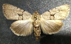 Sympistis pallidior