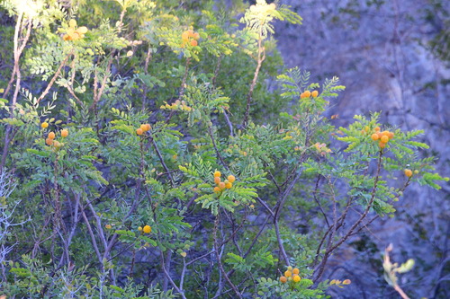 Littleleaf leadtree (Leucaena retusa)