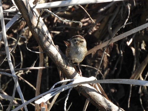 Swamp Sparrow (Melospiza georgiana), photo 1