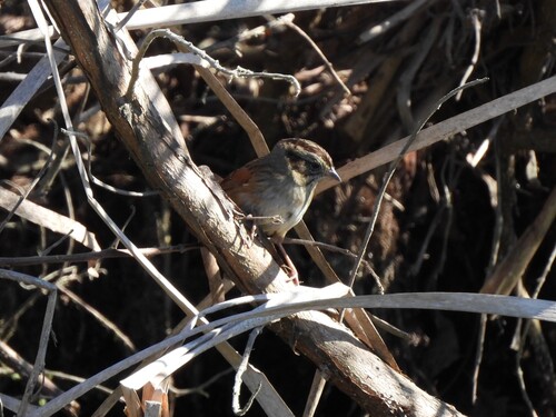 Swamp Sparrow (Melospiza georgiana), photo 2