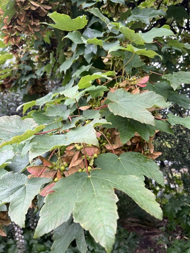 Sycamore maple