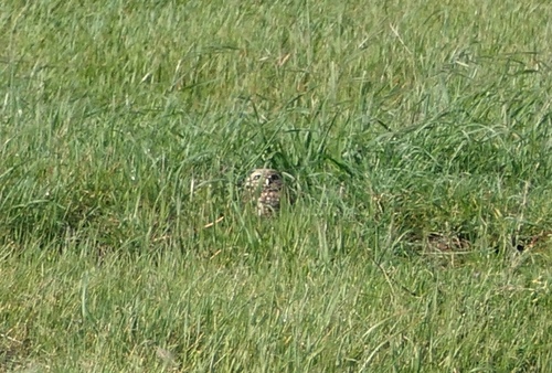 View observation of {o.common_name} on iNaturalist