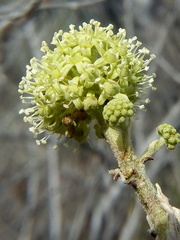 Aralia humilis