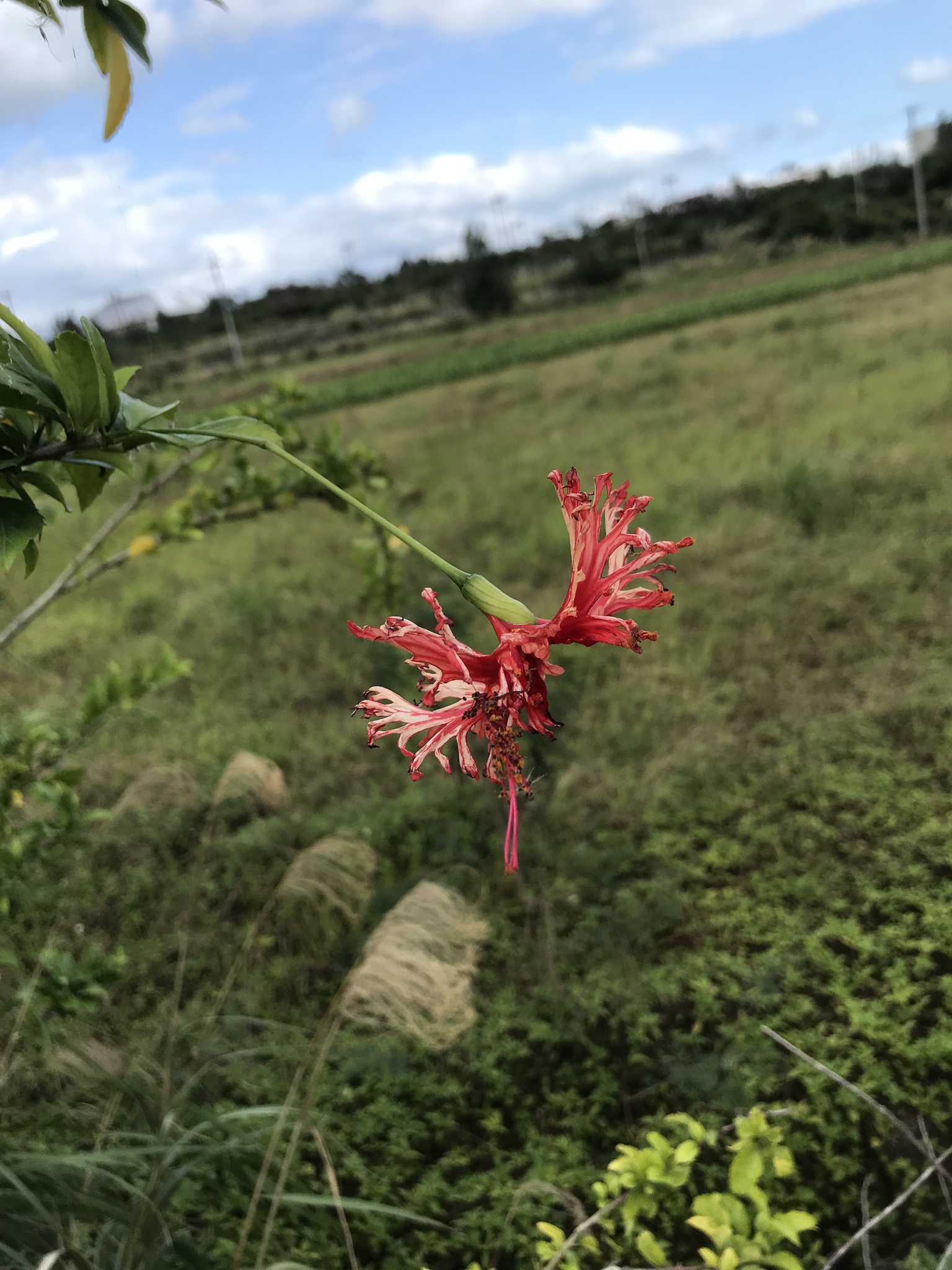 Hibisco araña