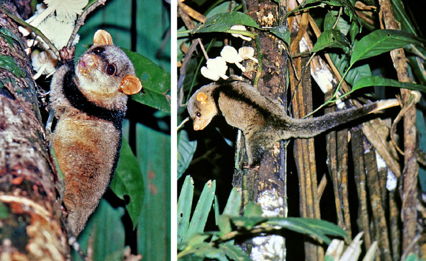 Black-Shouldered Opossum