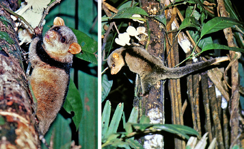 Black-shouldered Opossum (Caluromysiops irrupta) — Least Concern Mammalia