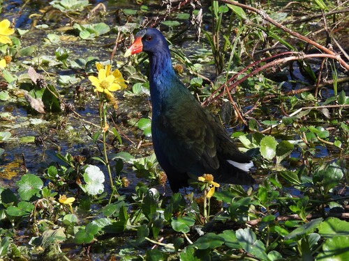Purple Gallinule (Porphyrio martinica), photo 5