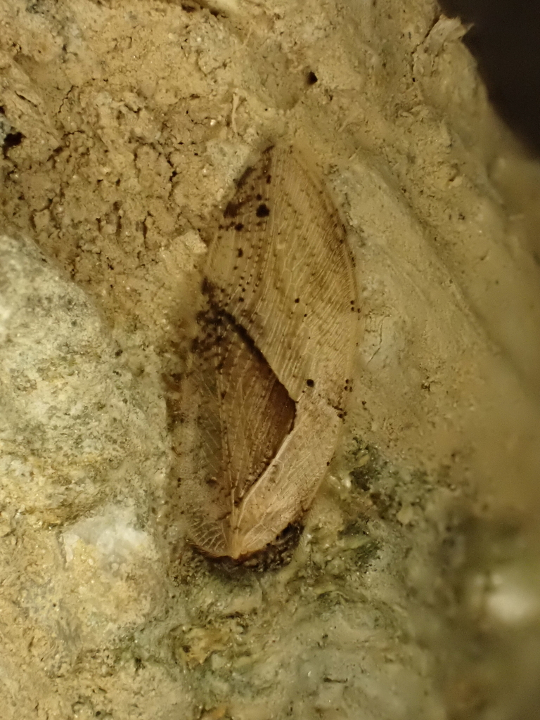 Megalomus setosulus