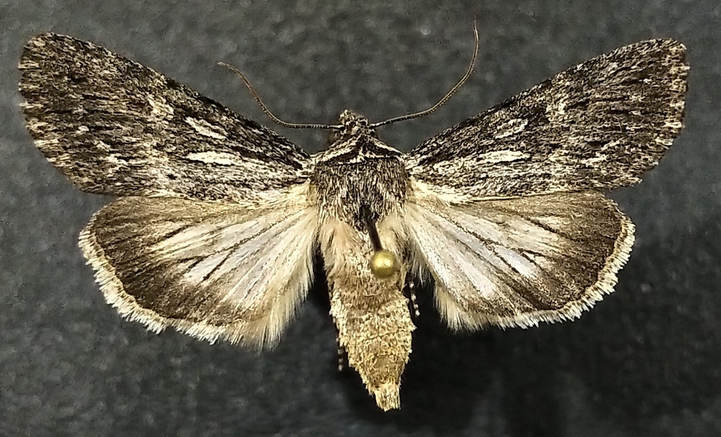 dune oncocnemis