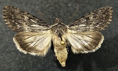 dune oncocnemis