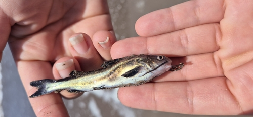Peruaanse zeemeerval (Galeichthys peruvianus) — Ariidae — 5