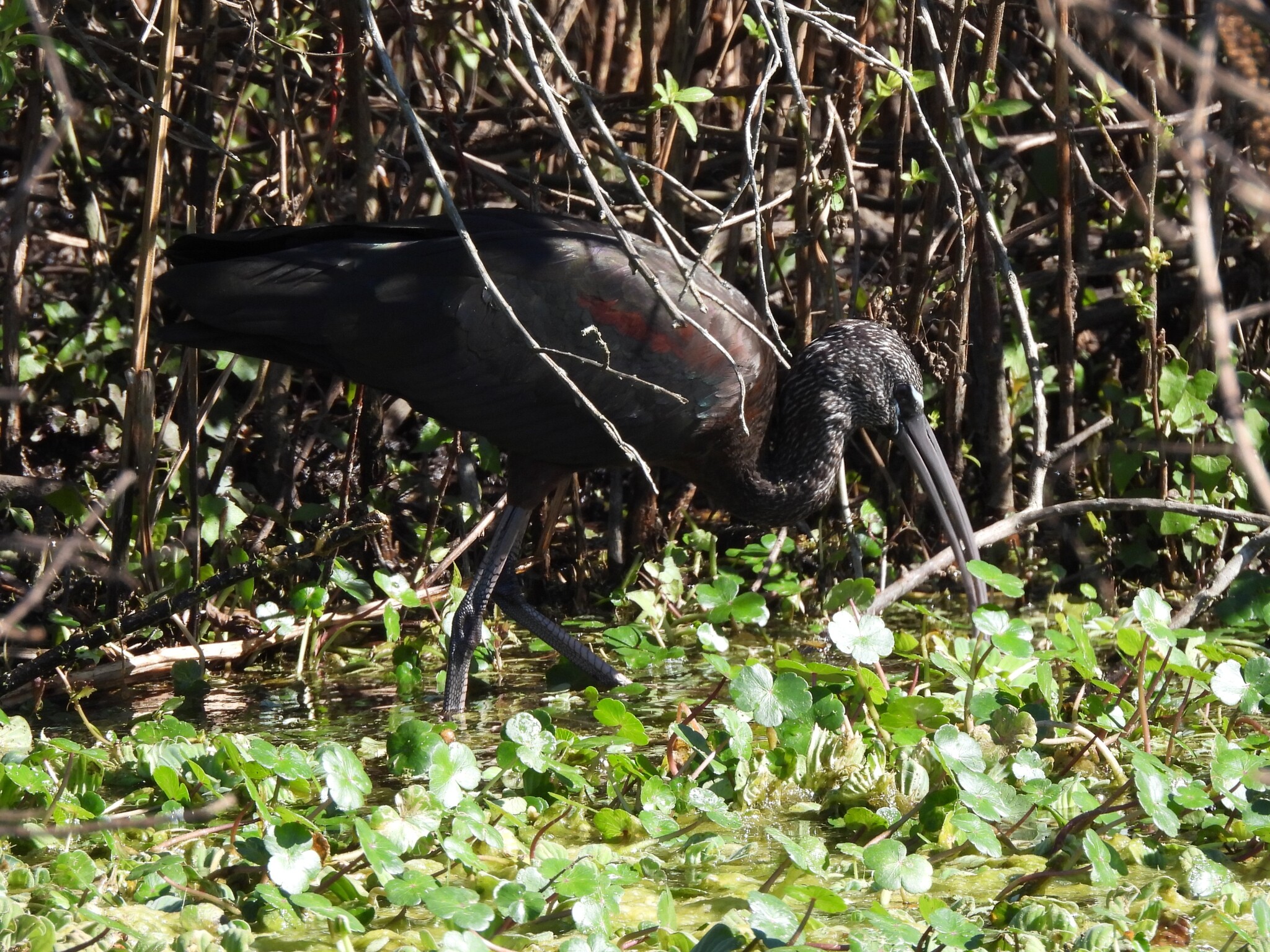 Glossy Ibis (Plegadis falcinellus), photo 1