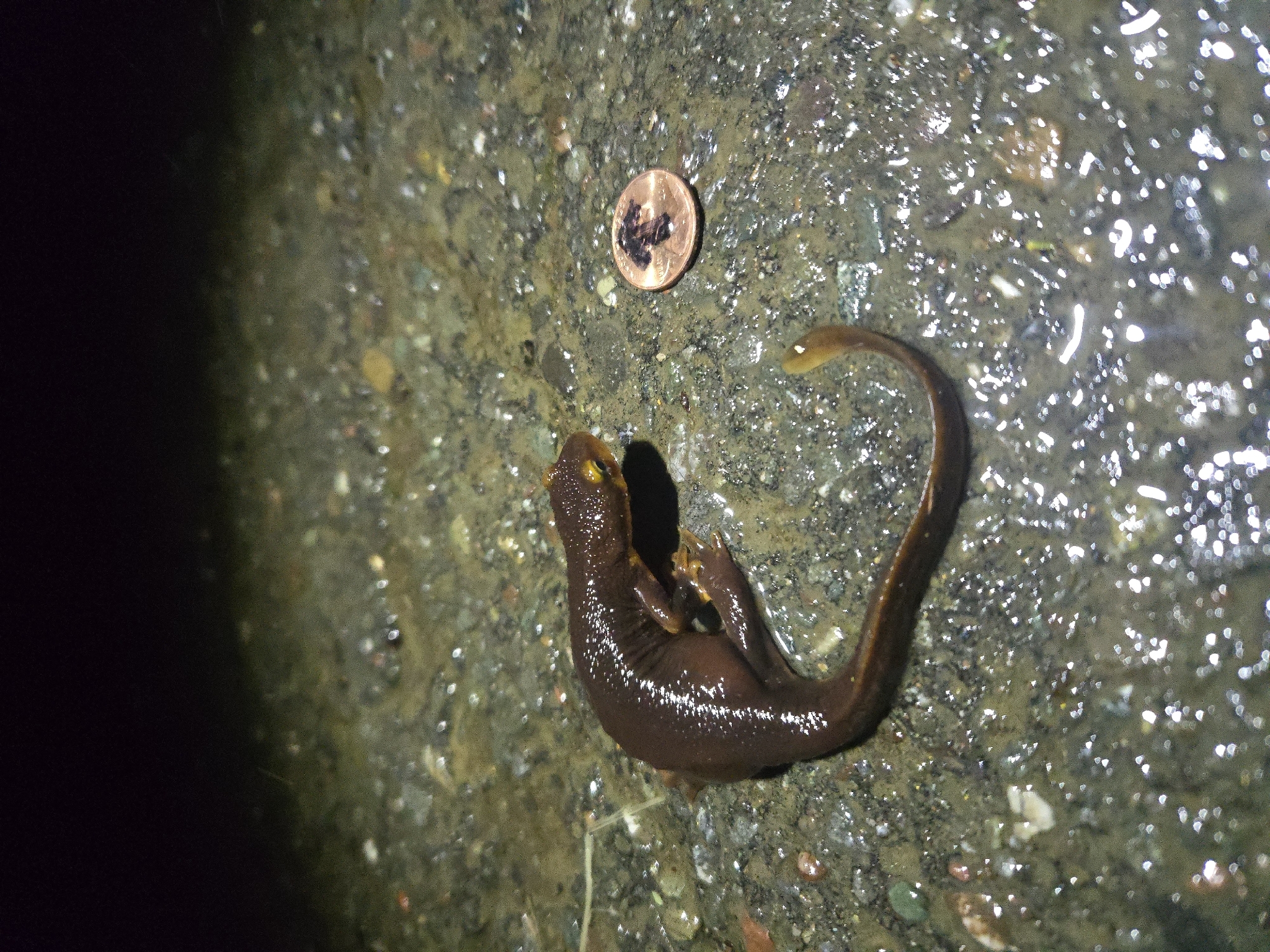 Taricha torosa (Rathke, 1833)