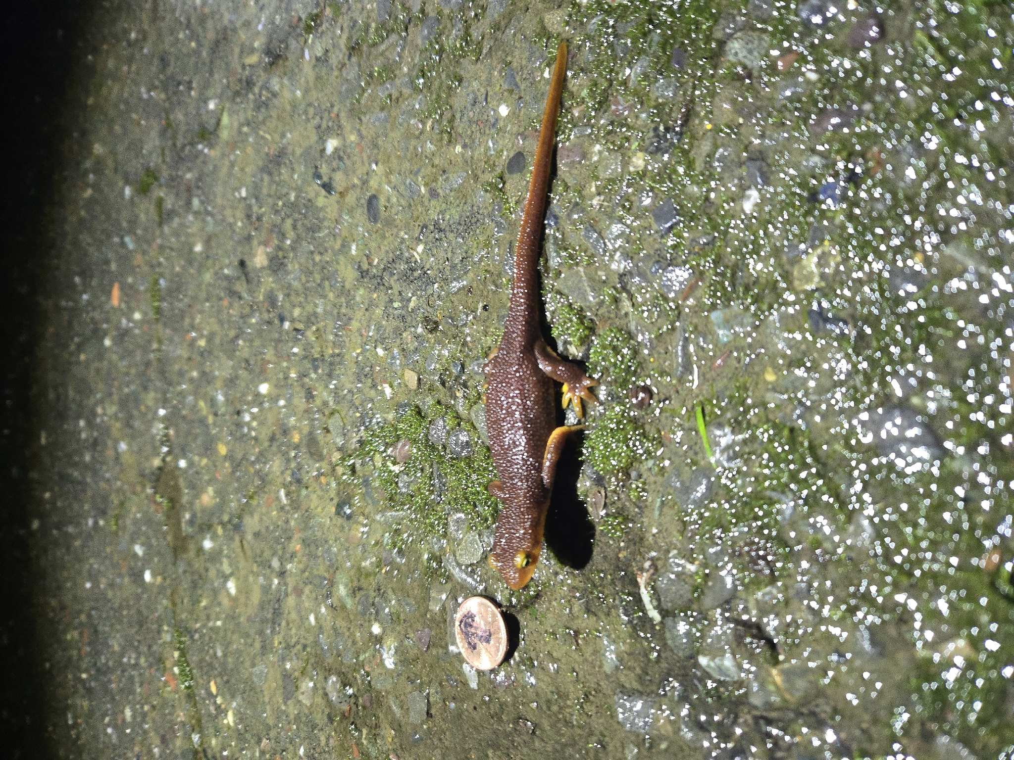 Taricha torosa (Rathke, 1833)