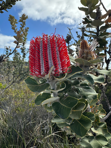 Scarlet Banksia (Banksia coccinea)