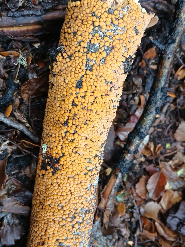 Aleurodiscus berggrenii · January 2026 · photo: © claire_grace83 (iNaturalist, cc-by)