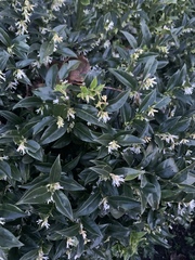 Sarcococca