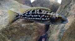 Elongate Lamprologus Cichlid photo 1