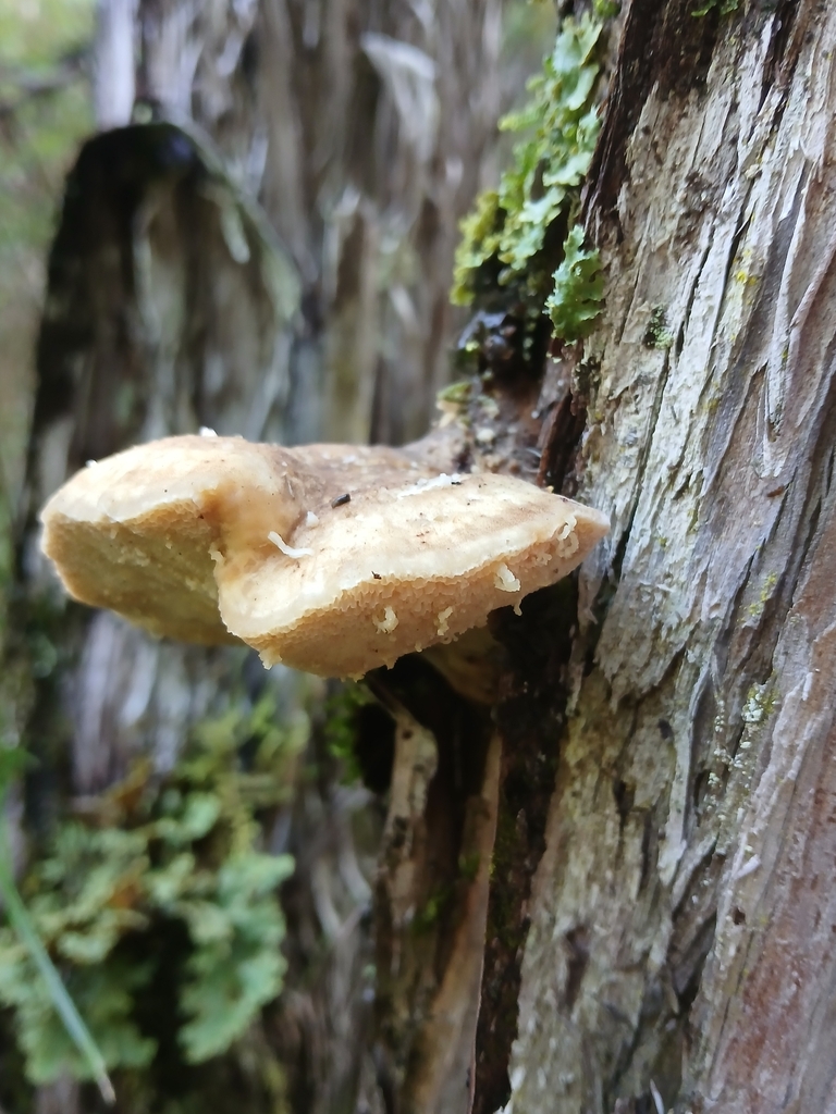 Laetiporus portentosus · January 2026 · photo: © claire_grace83 (iNaturalist, cc-by)