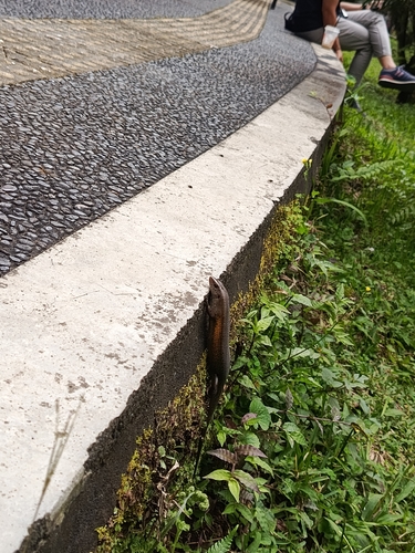 Eutropis multifasciata