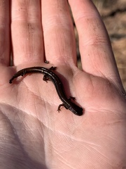 Eurycea quadridigitata