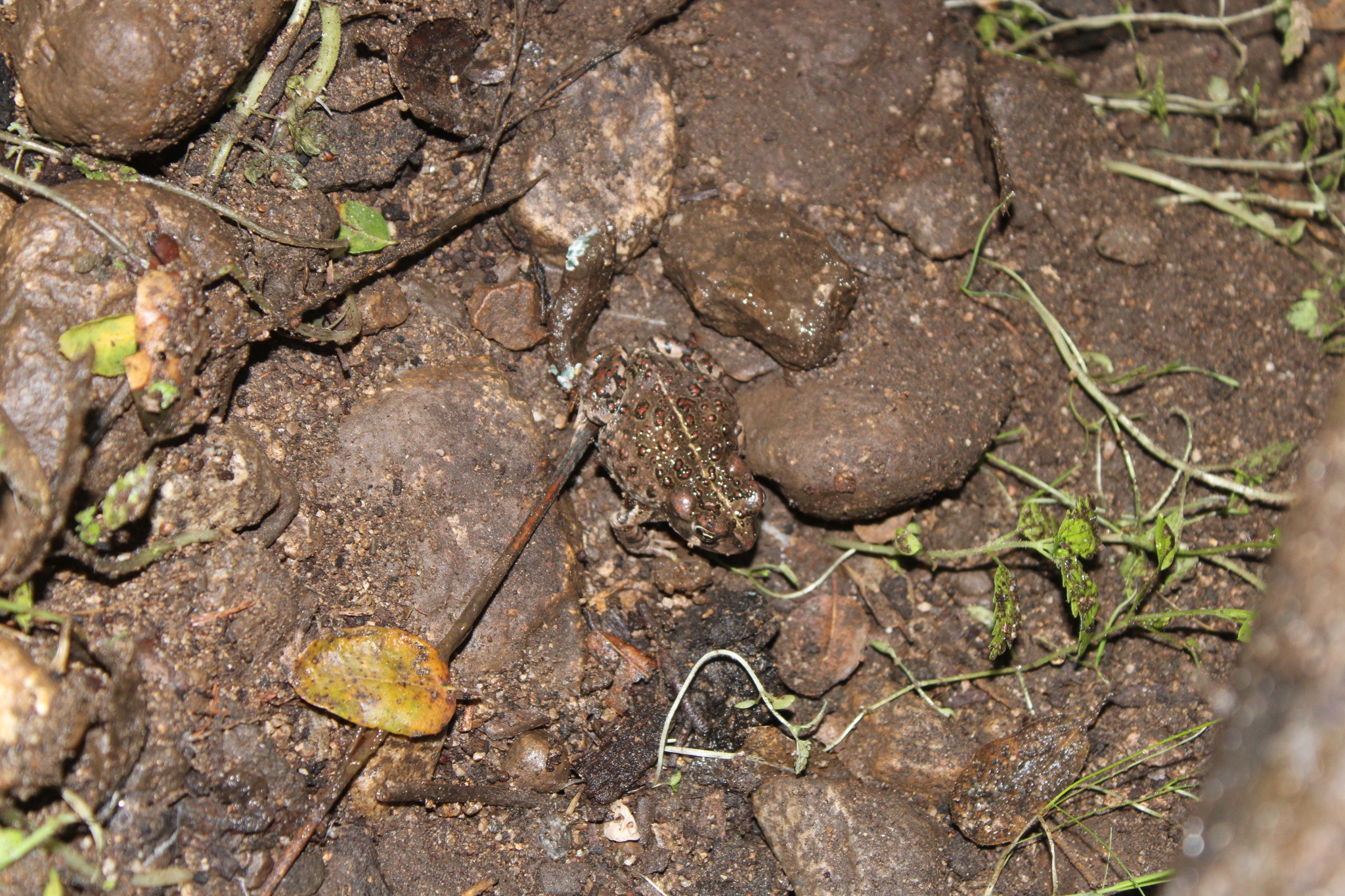 Anaxyrus boreas (Baird & Girard, 1852)