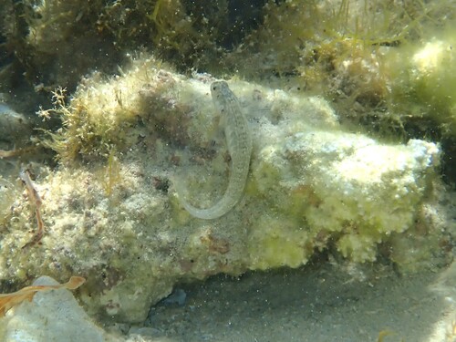 Germain's blenny (Omobranchus germaini) — Blenniidae — 4
