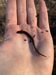 Eurycea quadridigitata