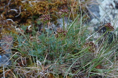 Podistera yukonensis